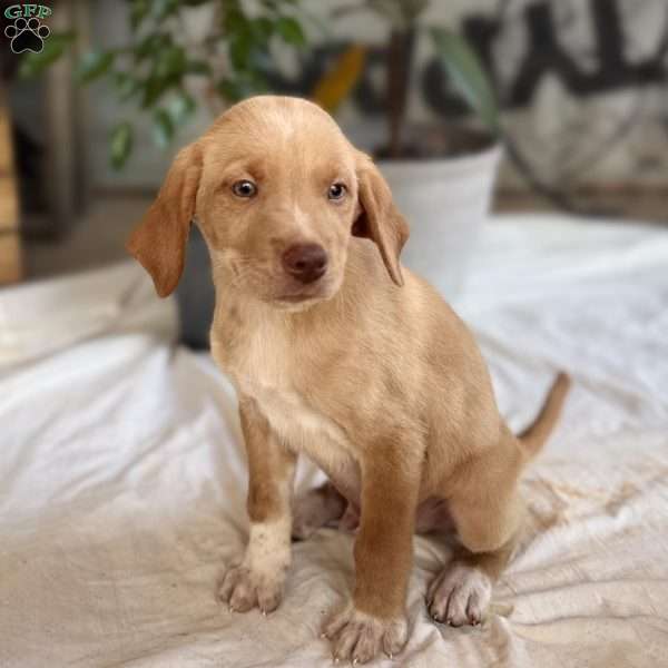 Simeon, Yellow Labrador Retriever Puppy